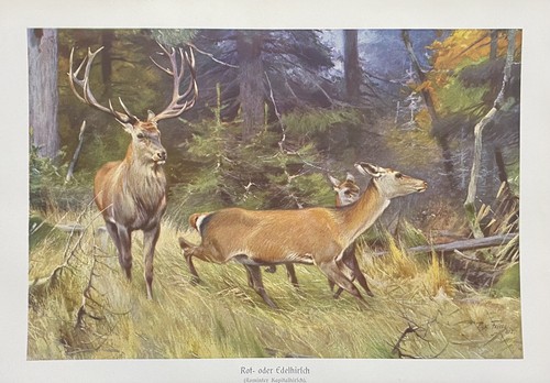 Originaldruck fauna rothirsch - fauna:,