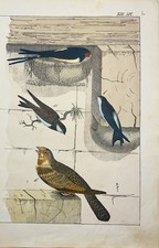 Schwalbe Vogel Natur 1838