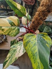 Philodendron Strawberry Shake