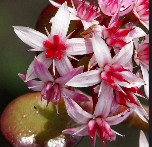 Crassula ovata geldbaum - crassula, |