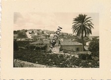 WK2 Foto Heraklin mit Palme