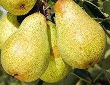 Birnbaum WILLIAMS CHRIST 120-150 cm wurzelnackt