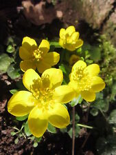 Eranthis sp. WINTERLING über 50 Samen 