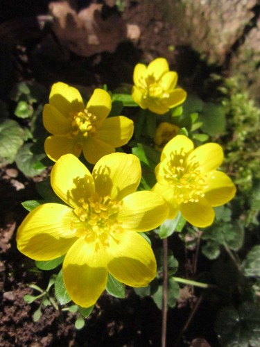 Eranthis winterling über - winterling,