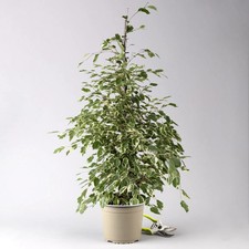 Birkenfeige 'Twilight'