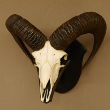 Mufflon (Ovis gmelini musimon)