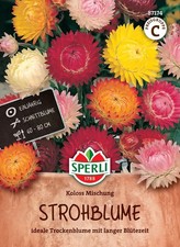 Sperli Strohblumen Koloss