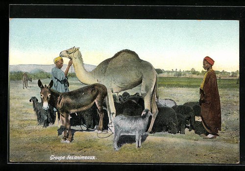 ägypten kamel mit - kamel, besitzern