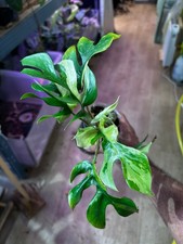 Rhaphidophora Tetrasperma