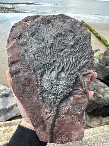 Marokkanische crinoid - marokkanische,