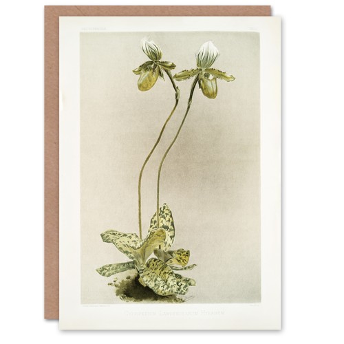 Sander cypripedium - sander,