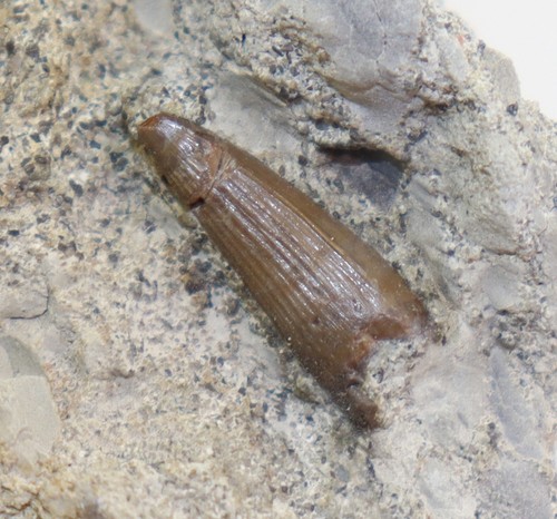 Zahn ord crocodylia jura - ord.,