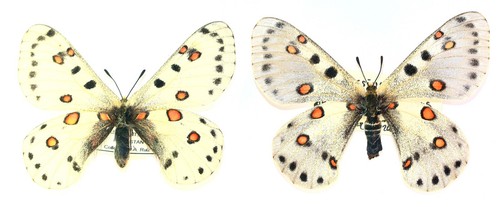 Lepidoptera papilionidae - lepidoptera,,