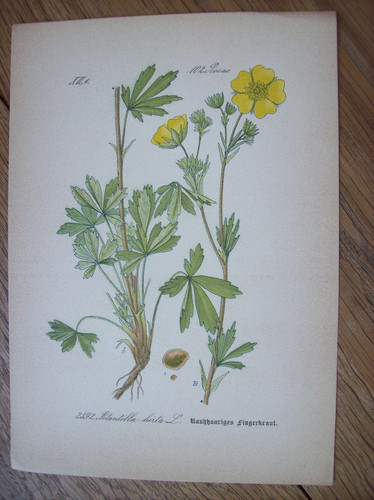 Antike chromo lithographie - antike, chromo-lithographie