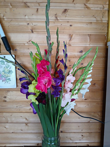 Gladiole samen mix siehe - "mix",