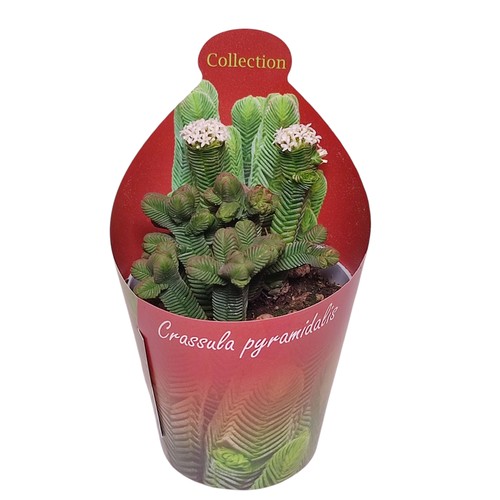 Crassula pyramidalis - ,