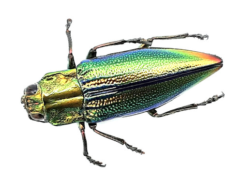 Buprestidae cyphogastra - buprestidae,,