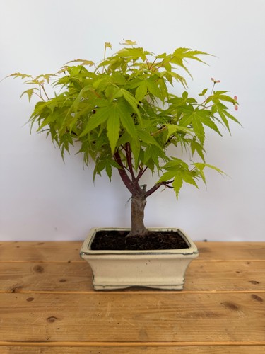 Bonsai acer palmatum orange - bonsai,