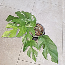 Rhaphidophora Tetrasperma Monstera MINIMA Mint Marble PFLANZE * no philodendron