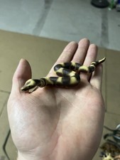 Schleich 14163 Boa Constrictor