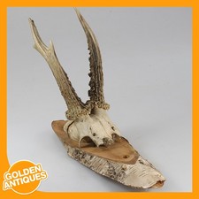 Rehgeweih Gehörn Wandbehang