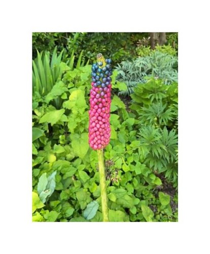 Amorphophallus kiusianus - 2x,