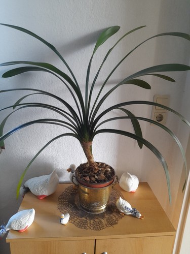 Clivia pflanze - clivia,