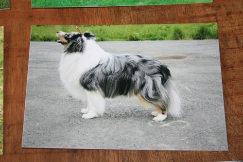 Hunde postkarte von poster xxl - postkarte,