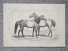 Vollblut Araber Pferd sind