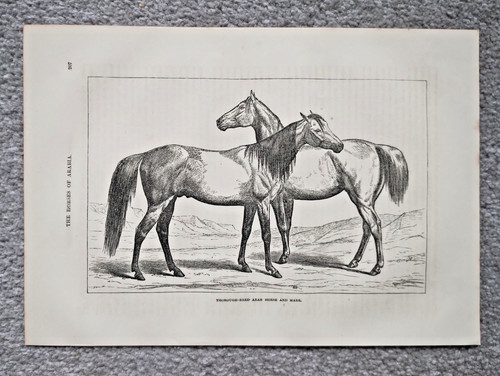 Vollblut araber pferd sind - pferd,