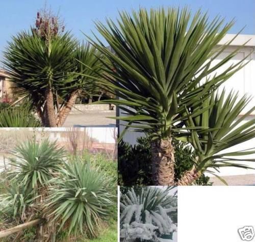 Tolle yucca palme - yucca-palme, mit