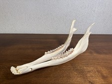 Doppelter Unterkiefer eines