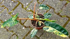 Sehr schöne philodendron - schöne,
