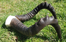 Kaama Kuhantilope Hartebeest