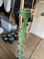 Euphorbia grandicornis,