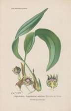 Schusterpalme (Aspidistra elatior) CHROMOLITHOGRAPHIE von 1896 Désiré Bois RAR