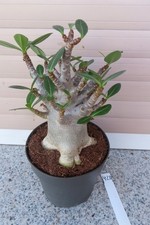Adenium obesum Wüstenrose Caudex verzweigt Baobab Nr 423