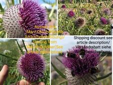 Wollkopf Kratzdistel, Cirsium eriophorum, woolly thistle, 25 seeds, samen