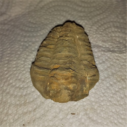 Sonderangebot fossil trilobit - fossil,