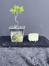 Bonsai - Shohinbonsai -