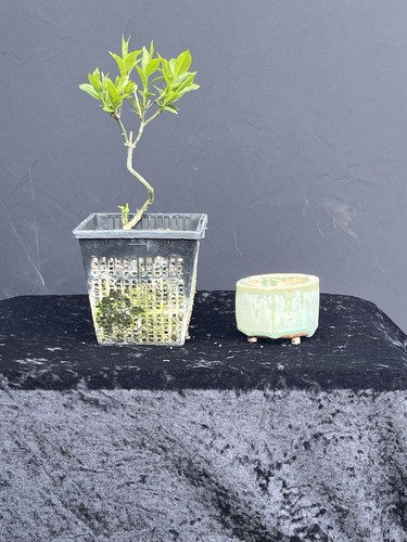 Bonsai shohinbonsai - -,