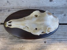 echter Rothirschschädel / Abwurfstangen / Basteln 13