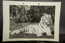 Foto portrait tierpark - foto,