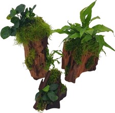 Mangrovenwald Aquarium –