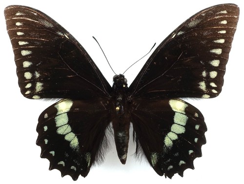 Papilio birchalli - birchalli,