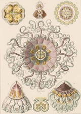 ERNST HAECKEL - Kunstformen der Natur, Peromedusae Taschenquallen, Lithographie 