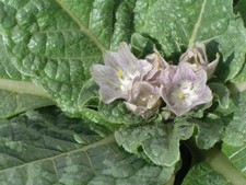 Mandragora officinarum Alraune 5 Samen frisch eigene Ernte