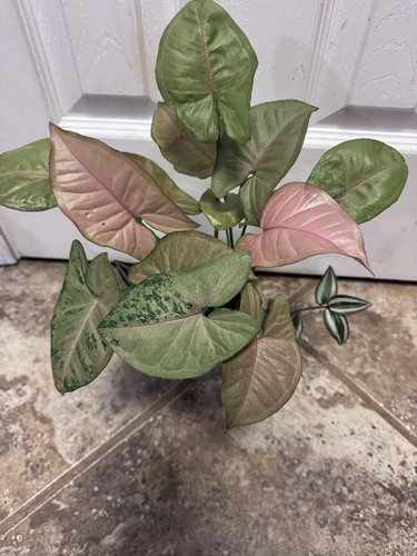 Syngonium milk confetti - milk,