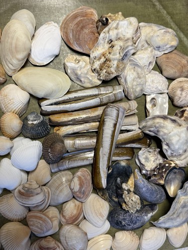 Muscheln nordsee mix - nordsee, –