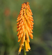 Fackellilie Mango Popsicle - Kniphofia uvaria